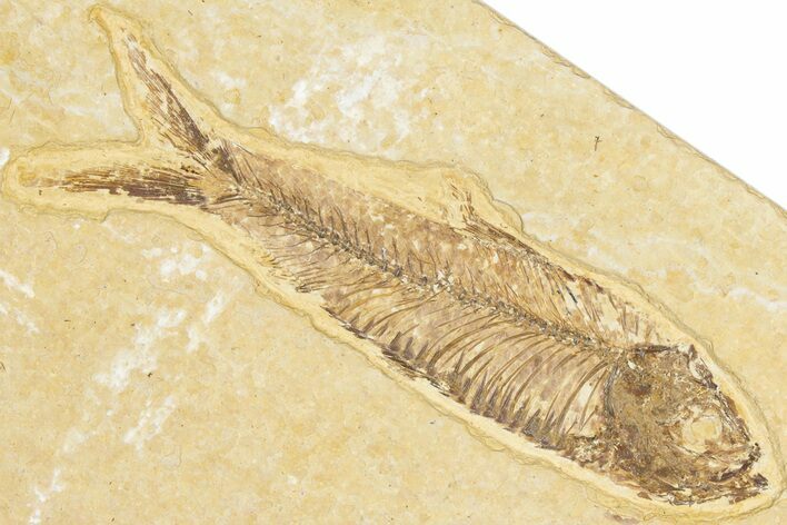 Detailed Fossil Fish (Knightia) - Wyoming #348061